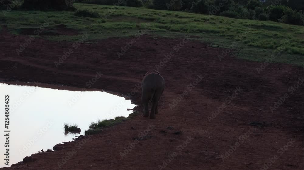 An elephant walks along a pond at dusk in the Kenyan savannah. An elephant walks along a pond at dusk in the Kenyan savannah.