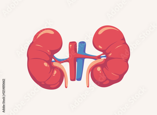 Illustration of an Human Organs Kidney