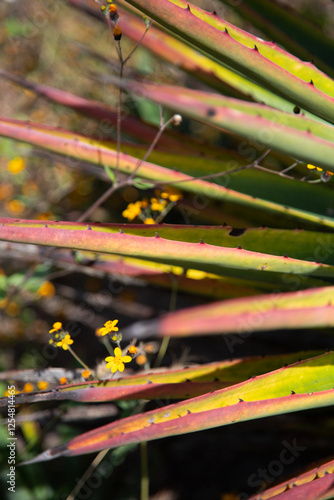 Wild agave maguey barril (Agave karwinskii) plants on an organic plantation for the production of mezcal in the Oaxaca Valley in Mexico. photo