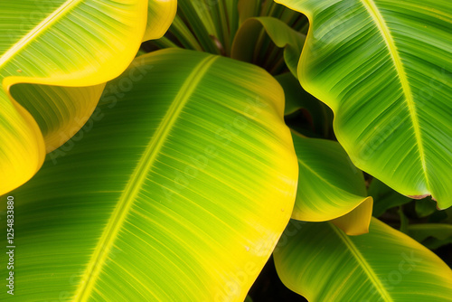 banana leaf background