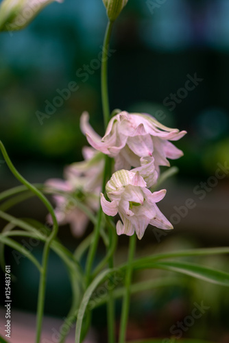 Fritillaria bucharica blossoms in the garden in spring photo