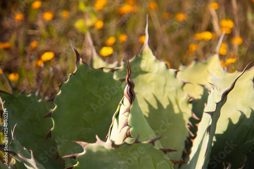 Wild agave maguey tobala (Agave potatorum) plants on an organic plantation for the production of mezcal in the Oaxaca Valley in Mexico. photo