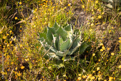 Wild agave maguey tobala (Agave potatorum) plants on an organic plantation for the production of mezcal in the Oaxaca Valley in Mexico. photo