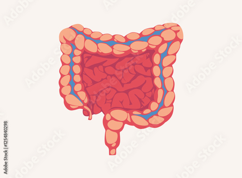 Illustration of an Human Organs Intestine