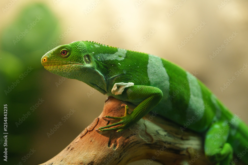 Fototapeta premium chameleon on a branch
