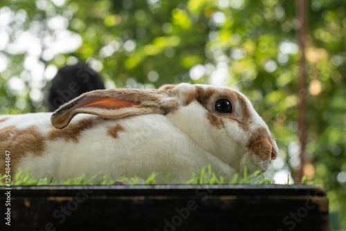 close-up of a carpet fur rex rabbit, brown and white sitting in a cage with a cute and adorable expression photo