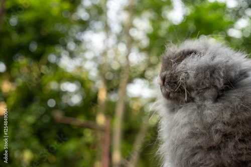 Fluffy angora Grey Rabbit Outdoors with a Green Forest Background photo