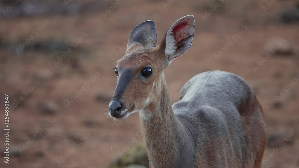 Close-up of a bushbuck antelope in the African savanna Close-up of a bushbuck antelope in the African savanna