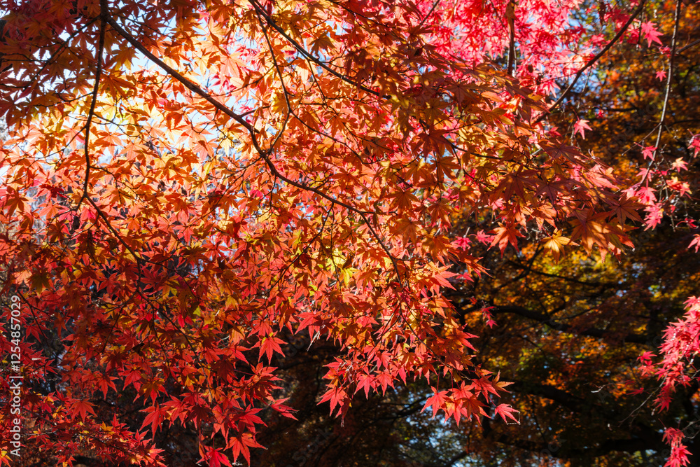 輝く紅葉 輝く紅葉