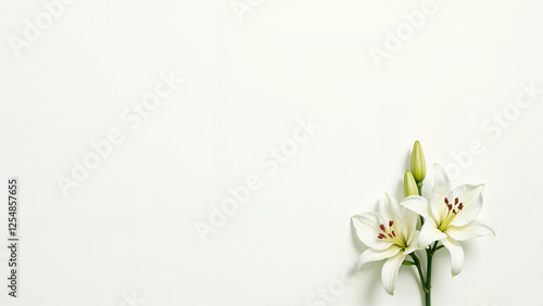 Elegant white lilies placed on a white background show off their delicate beauty in a tranquil setting.