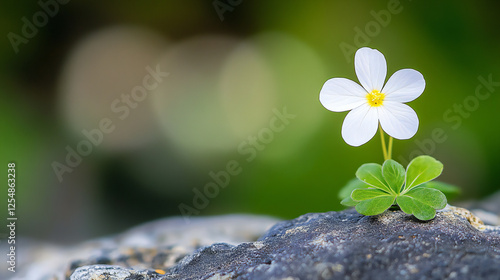 Obraz na płótnie Delicate White Flower Growing on a Rock with a Soft Background w salonie
