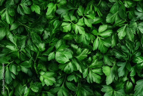 Fresh green parsley leaves texture with vibrant natural foliage for healthy cooking ingredients background