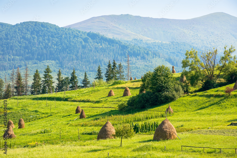 haystacks on the agricultural field near the forest. outdoor adventure. rural landscape at the foot of the mountain in summer. beautiful countryside scenery in evening light. picturesque valley