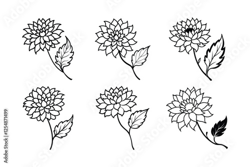 Chrysanthemum (Chrysanthemum spp.) line art vector illustration
