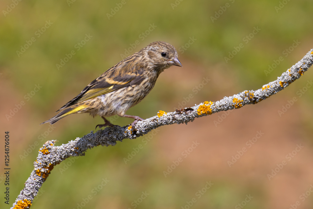 Eurasian Siskin on a branch Eurasian Siskin on a branch