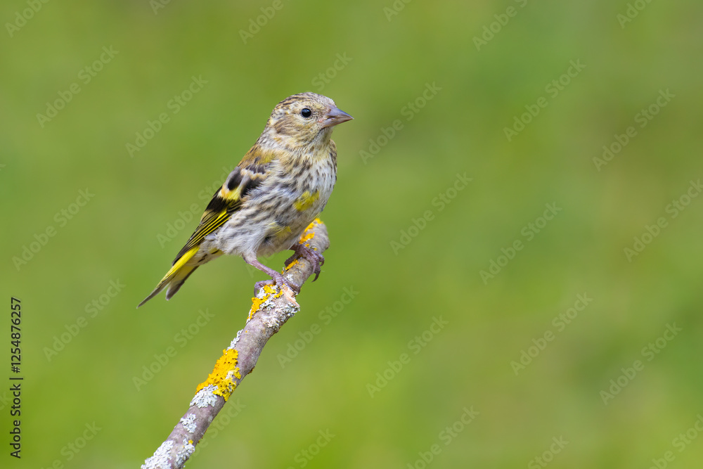 Eurasian Siskin on a branch Eurasian Siskin on a branch