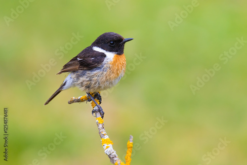 European Stonechat on a branch