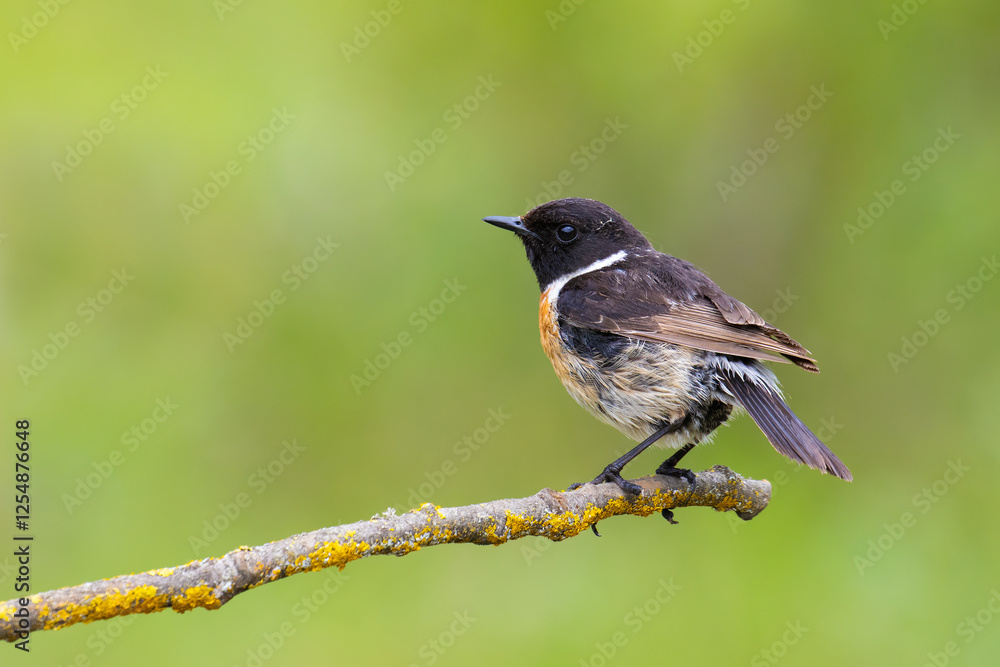 Fototapeta premium European Stonechat on a branch
