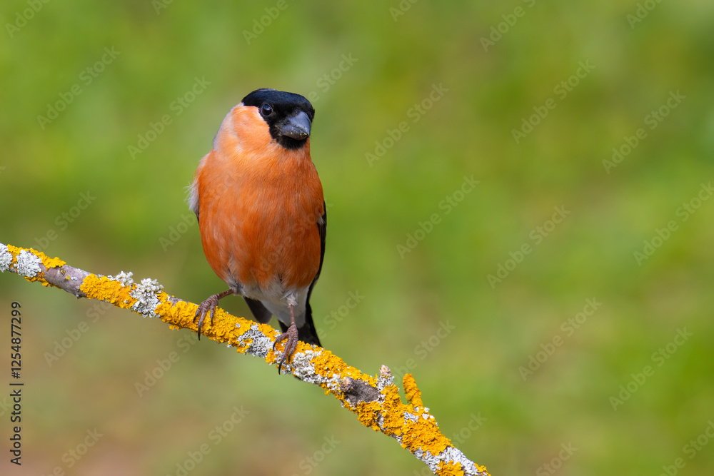 Fototapeta premium Eurasian Bullfinch on a branch