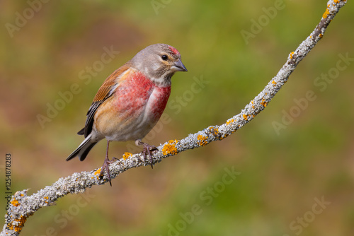 Foto Common Linnet on a branch