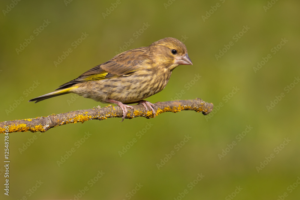 Fototapeta premium European Greenfinch on a branch