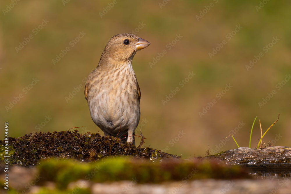 Fototapeta premium Common rosefinch on the moss