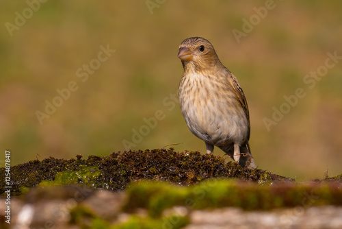 Common rosefinch on the moss photo