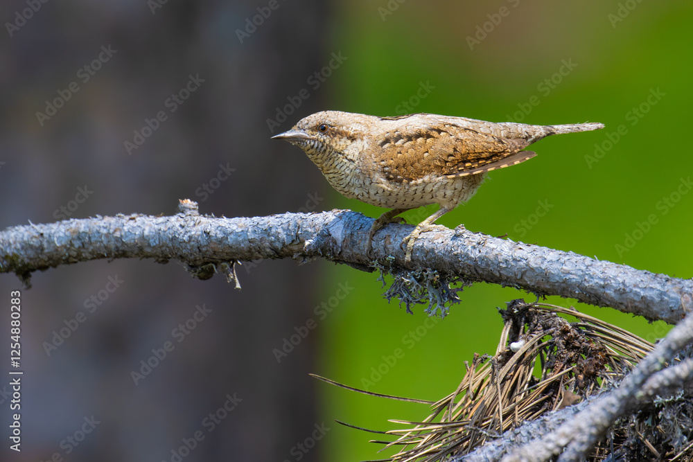 Naklejka premium Eurasian Wryneck on a branch