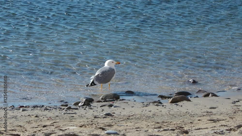Seagull bird walk along beach at sea. Ecology and fauna. Sunny day and relaxation. Seagull bird walk along beach at sea. Ecology and fauna. Sunny day and relaxation.
