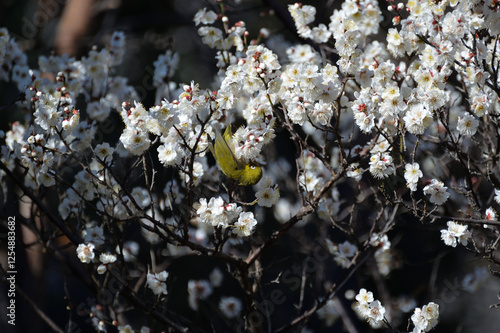 梅とメジロ、向島百花園にて photo