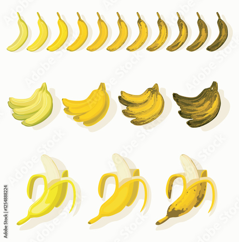 set of bananas ripeness colors from green to dark brown. Stages of ripe banana growth and ripening fruit isolated on white background.