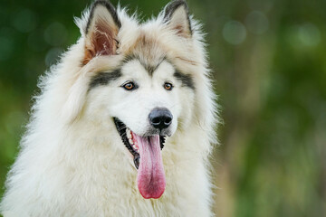 Acrylglasbilder Tierarzt Alaskan Malamute in arktischer Natur  © LeeSensei