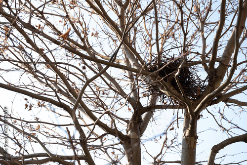 A detailed view of a bird s nest nestled among the intertwined branches of a tree. The close-up perspective reveals the fine details of twigs and natural fibers used in its construction. photo