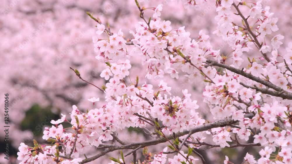 4K Cherry Blossoms 桜 #07 4K Cherry Blossoms 桜 #07