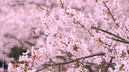 Wallpaper Mural 4K Cherry Blossoms  桜  #07 Torontodigital.ca
