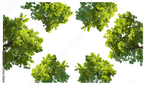 3D render aerial forest canopy view, trees, nature, vector illustration, top-down perspective, PNG, forest landscape, transparent background, wild nature, green trees
