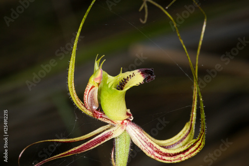 Fringed Mantis Orchid (Caladenia falcata), Wheatbelt, Western Australia photo