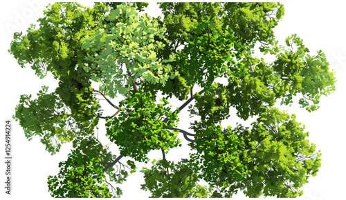 Green trees canopy landscape, aerial view, vector illustration, transparent backgrounds, png file, nature, tropical jungle, foliage, forest top view, ecosystem, plant cover, lush vegetation