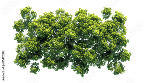 Vector illustration Aerial forest trees view, canopy, greenery, transparent PNG background, nature, eco-friendly, tree tops, outdoor, forest landscape, jungle, natural environment