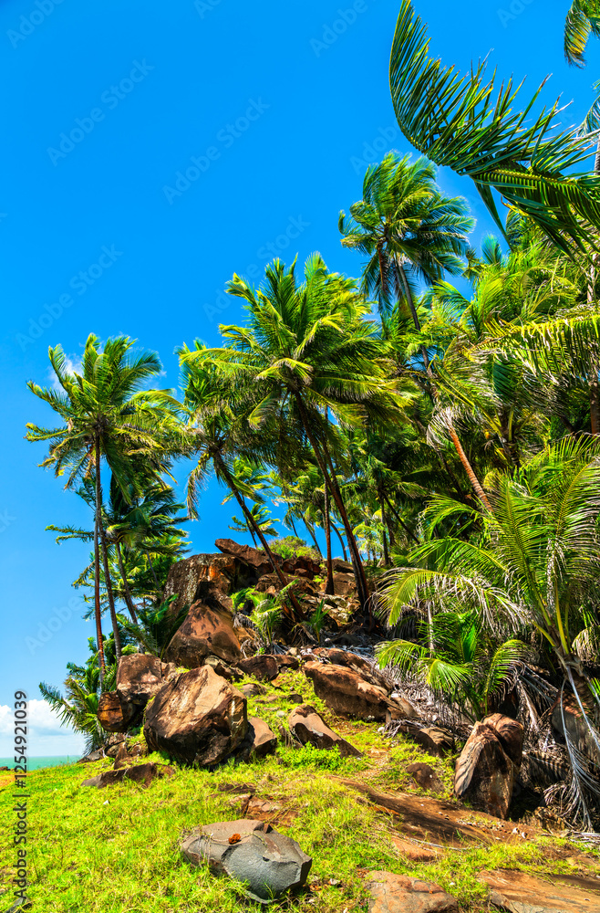 Naklejka premium Palms at Saint Joseph Island, one of Salvation Islands in French Guiana, South America
