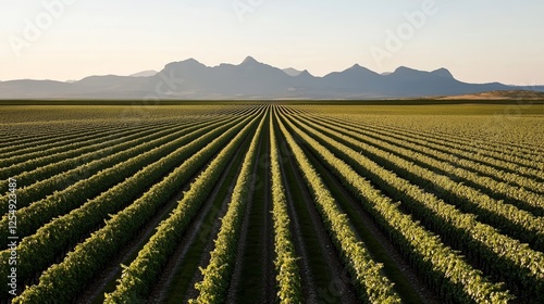 Sunlit vineyard in La Rioja with rows of grapevines extending toward a mountainous horizon wine tasting tour promotion  photo