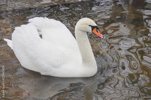 White swans with their chicks on the lake in winter.