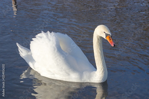 White swans with their chicks on the lake in winter.