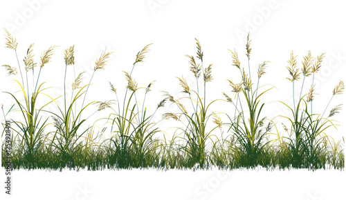 Cutout meadow grass field shape, transparent backgrounds, vector illustration, png file, nature, landscape, fresh, green, outdoor, botanic, wild, lawn, eco, countryside, scenery, spring
