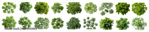 Trees set cutout, vector illustration, png file, landscaping design, nature elements, top view, environmental art, tree silhouettes, green forest, landscape elements