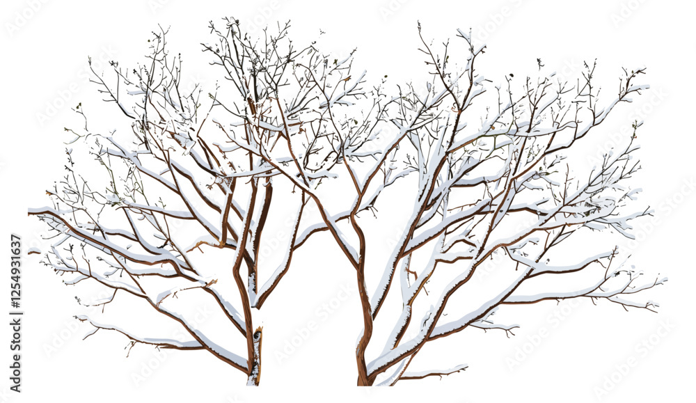 Obraz premium Dried tree branches covered with snow, vector illustration, cutout, transparent backgrounds, winter, isolated, frost, cold season, snowfall, nature, decoration, white, frozen, icy