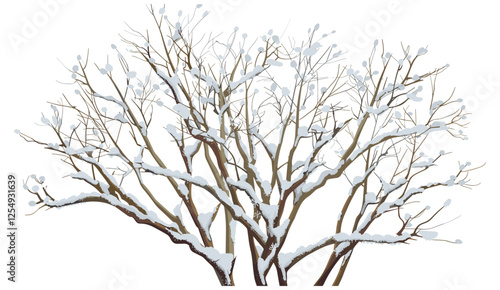 Vector illustration of dried tree branches with snow, transparent backgrounds, winter, isolated, cold, frost, snowfall, nature, frozen, white, icy, Christmas, season, template, design
