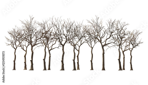 Vector illustration dry trees, landscape, lined row, group, cutout, forest silhouette, barren trees, tree line, nature scene, isolated, transparent background, minimalist design, autumn, winter