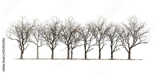 Landscape, dry trees, vector illustration, group, lined row, cutout, silhouette, woodland, leafless trees, simple design, background, autumn, winter, outdoor, nature elements, environment