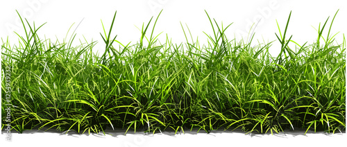 Row of lush grass field vector illustration cut out backgrounds, nature, vibrant meadow, outdoor scenery, summer field, green landscape, fresh grass, nature view, environment